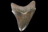 Serrated, Fossil Megalodon Tooth - South Carolina #142349-2